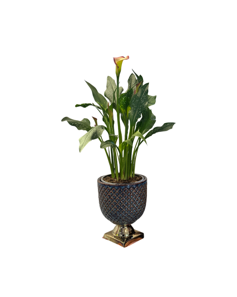 Calla de ghiveci