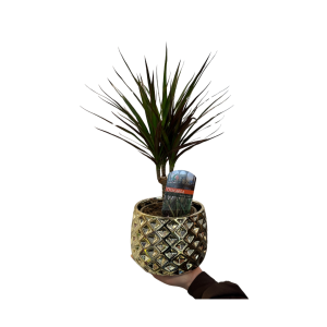 Dracaena Marginata în Ghiveci Decorativ