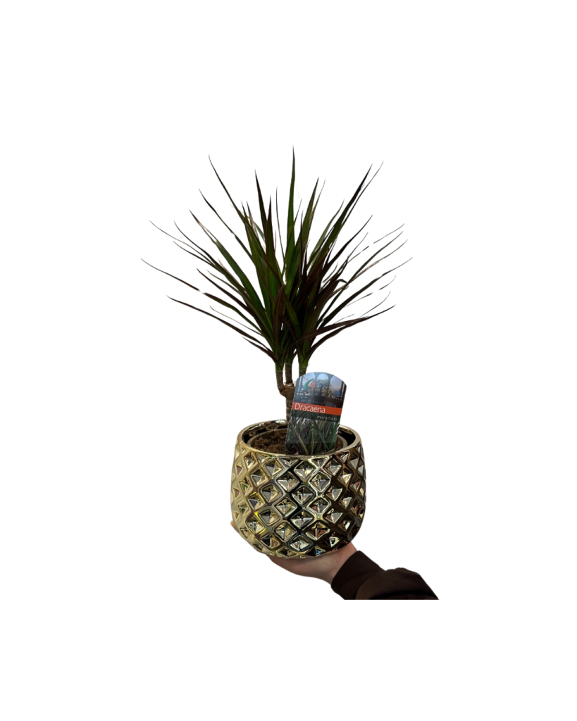 Dracaena Marginata în Ghiveci Decorativ