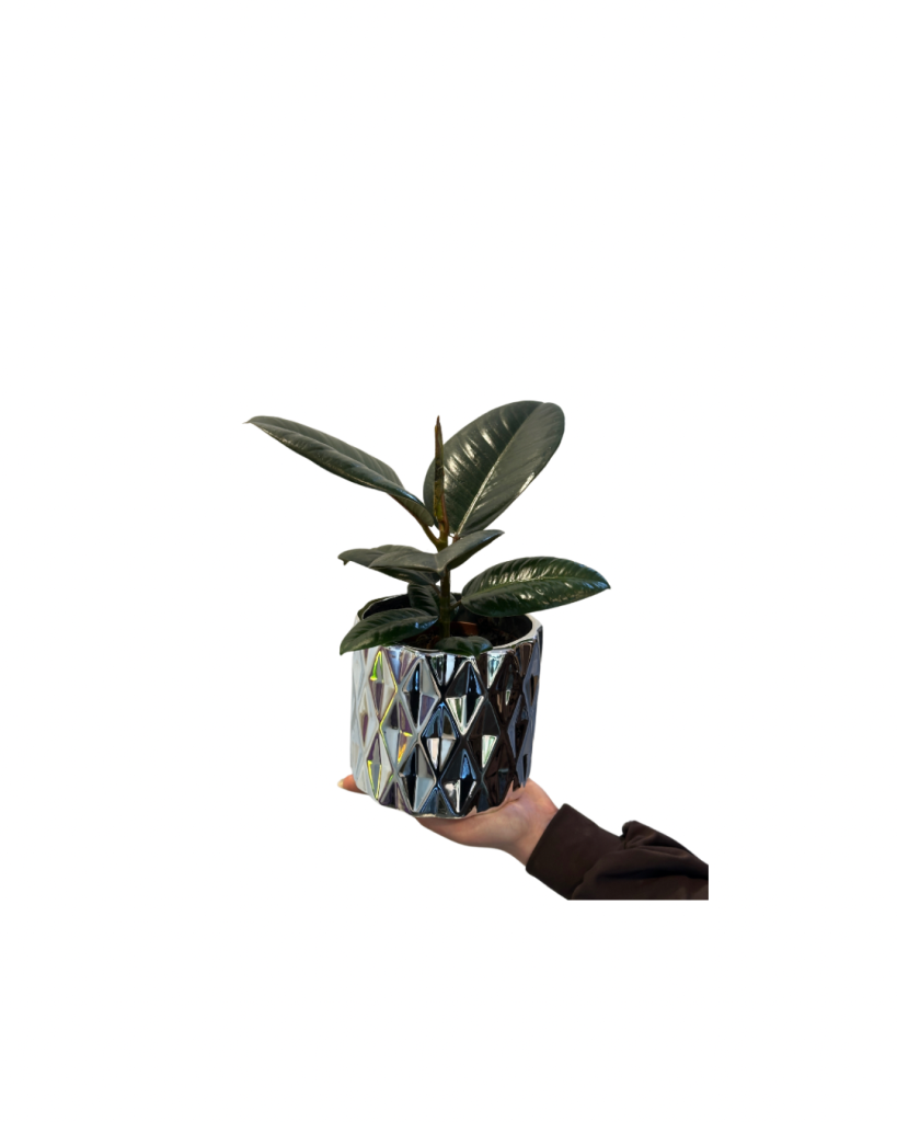 Ficus în Ghiveci Modern