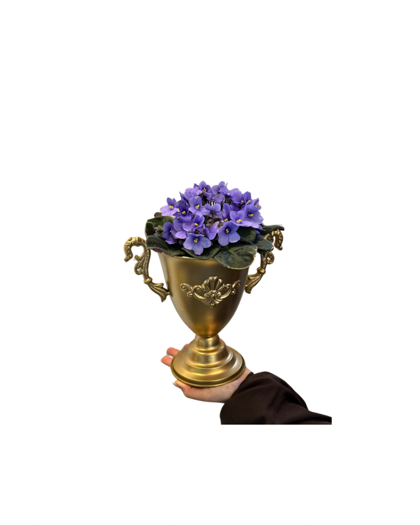 Violete Africane în Cupă Decorativă