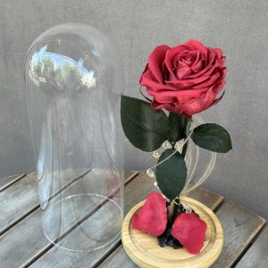 Trandafir Criogenat „Red”