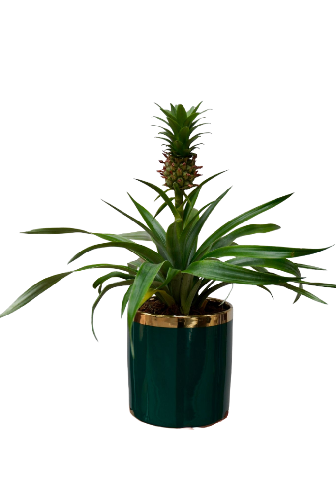 Pineapple Plant