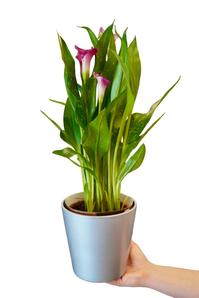 Calla Regală