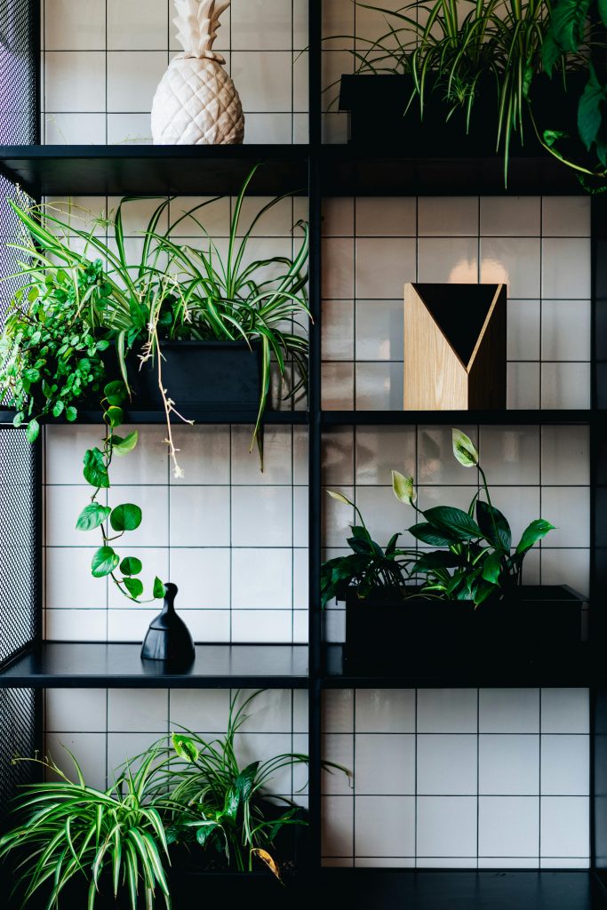 PLANTE